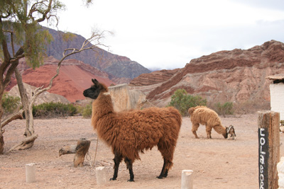 015 Nice coat Cafayate to Salta IMG_5882.jpg